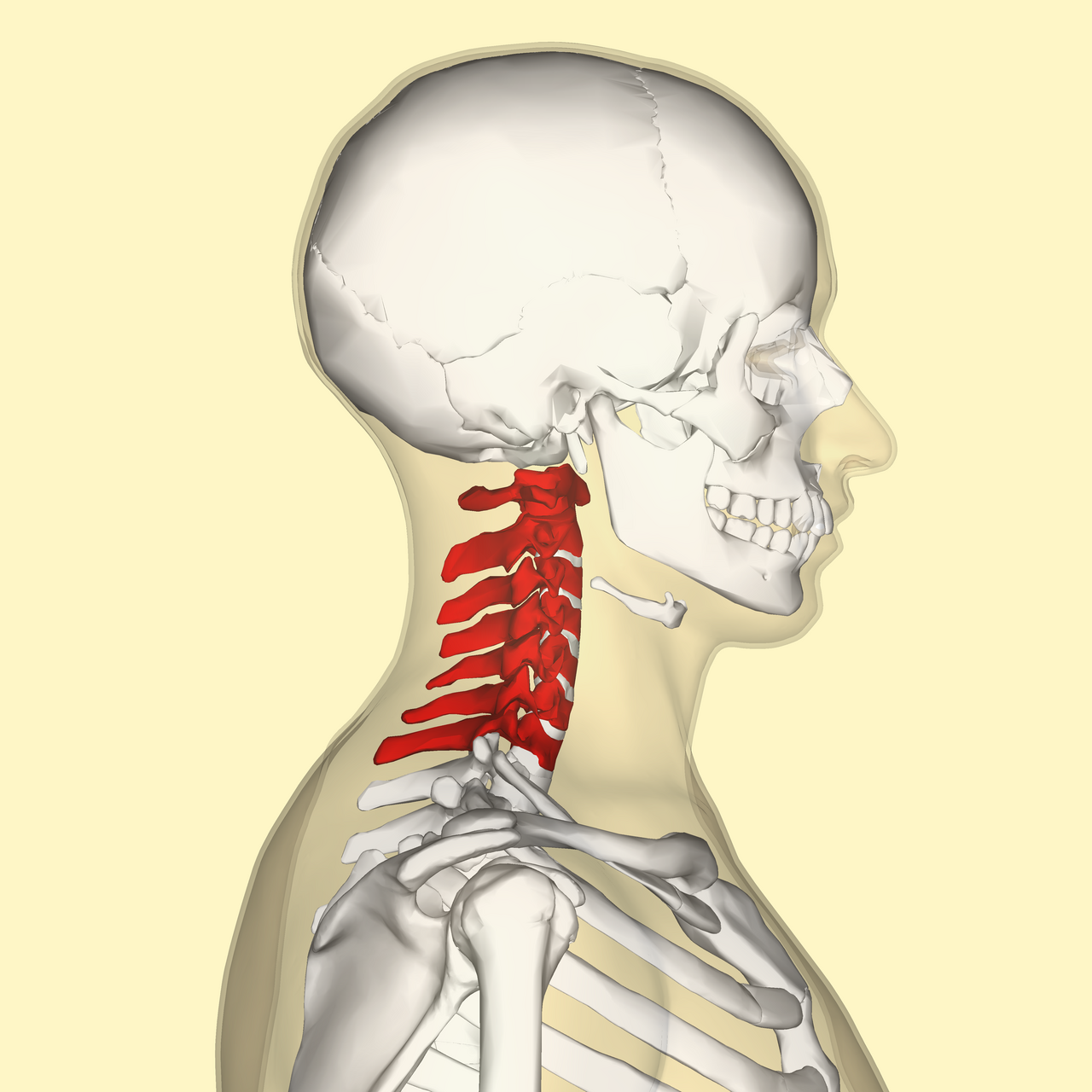 The Neck's Complex Musculature: From Suprahyoids to Scalenes